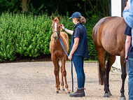 KS300622-78 - Cupboard Love's foal by Territories